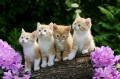 foto de cuatro gatitos